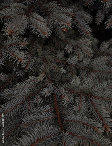 christmas tree branches