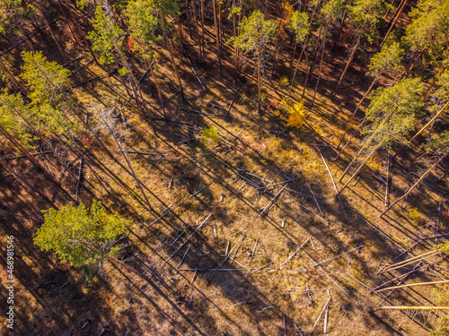 aerial drone panoramic view over green pine forest with sunset rays. long tre...