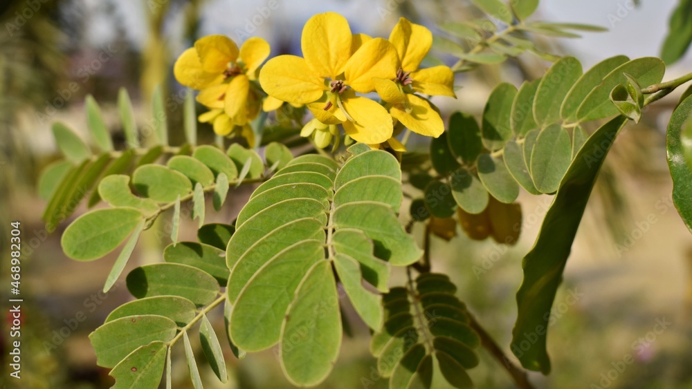 Cassia surattensis, also known as cassia alata. Cassia surattensis, also known as cassia alata.