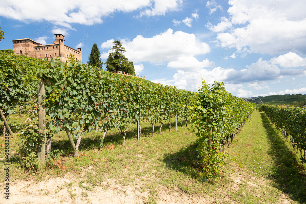 Vineyard in Piedmont Region, Italy, with Grinzane Cavour castle in the background