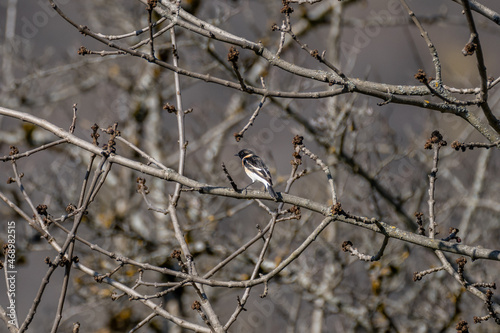 A small bird on a tree