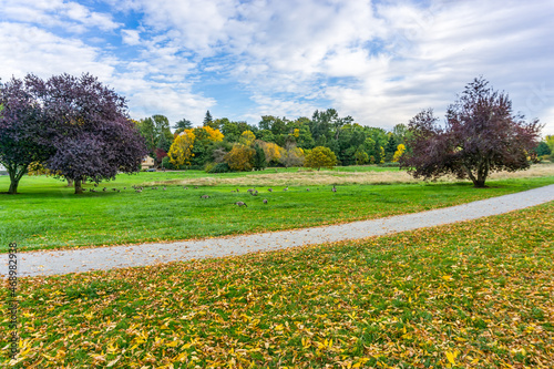 Geese In Autumn Landscape