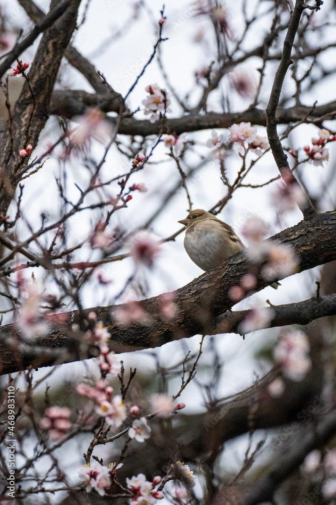 A small bird on a flowering tree A small bird on a flowering tree