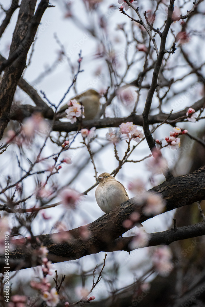 A small bird on a flowering tree A small bird on a flowering tree