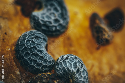 Macro View of Poppy Seeds on Bread. photo