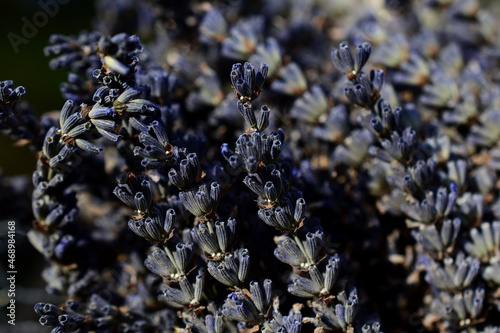 Labendelblüten im dichten Strauß als Hintergrund photo