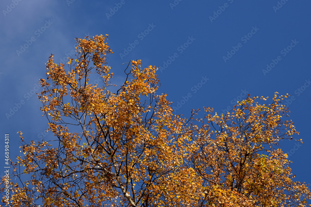 Fototapeta premium The yellow Autumn leaves of the Silver birch