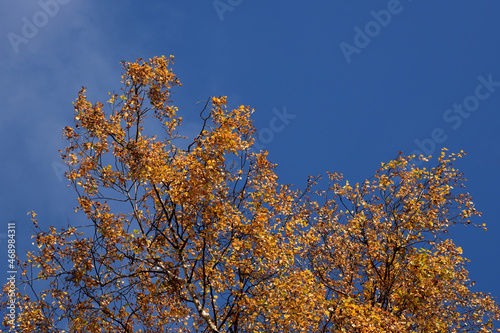 The yellow Autumn leaves of the Silver birch