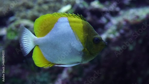 he pyramid butterfly fish - hemitaurichthys polylepis