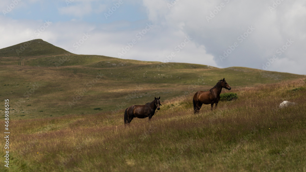 Beautiful mountain landscape and sky. Two beautiful horses. Nature, wildlife and mountain climbing idea. Beautiful mountain landscape and sky. Two beautiful horses. Nature, wildlife and mountain climbing idea.