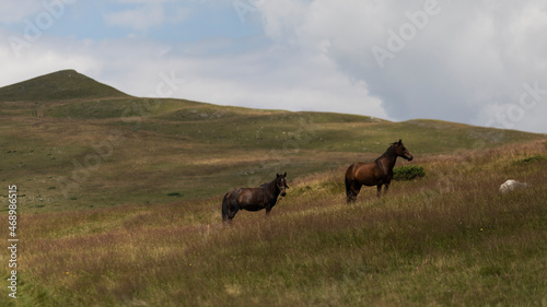 Beautiful mountain landscape and sky. Two beautiful horses. Nature, wildlife and mountain climbing idea.