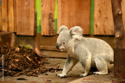 Cute Koala bear wandering in the zoo (Phascolarctos cinereus)