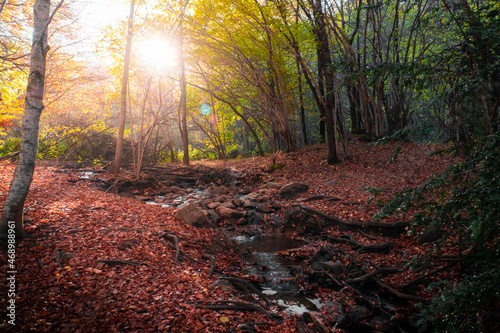Photograph of the Betato forest during Autumn, one of the most important beech forests in the Tena Valley, in Aragon, Spain.