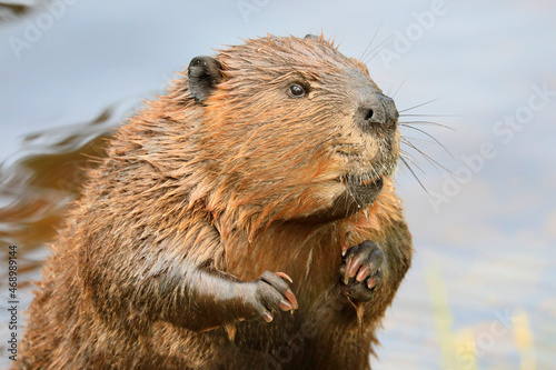 A close-up portrait view of a North American beaver, Quebec, Canada photo
