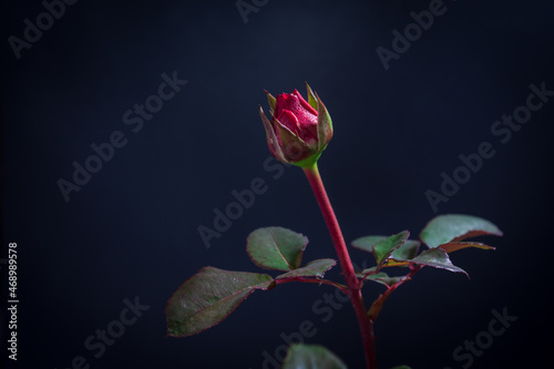 A beautiful red rosebud on a dark background. photo