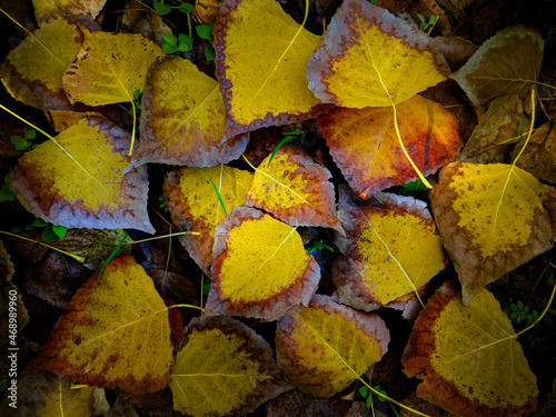 collage de hojas caducas de haya ca  das en oto  o  id  neas para fondo de pantalla 
