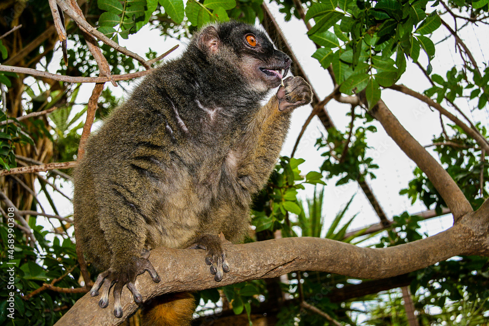 Obraz premium The inhabitants of the zoo on the island of Tenerife