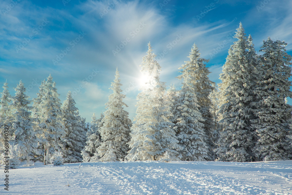 amazing winter landscape with snowy fir trees amazing winter landscape with snowy fir trees