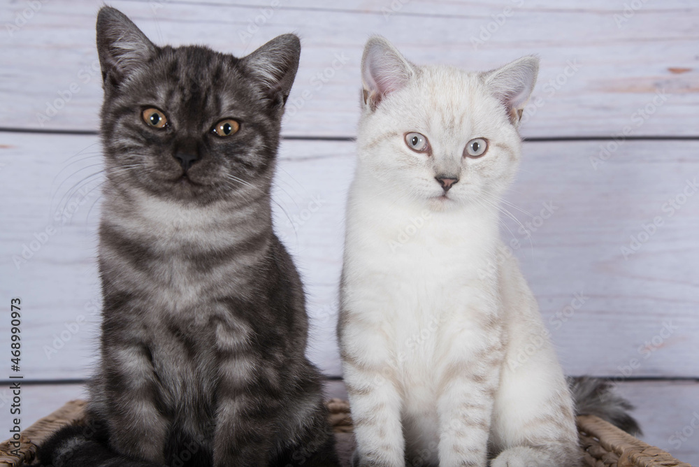 Katzen auf dem Kratzbaum