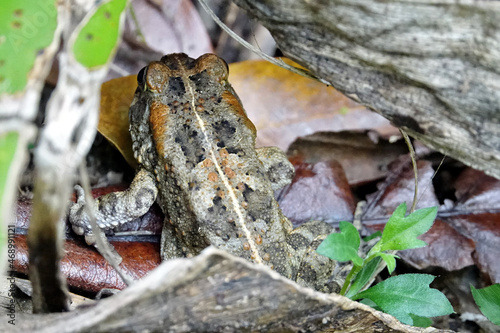 Crapaud guttural vu de dos caché sous des feuilles photo