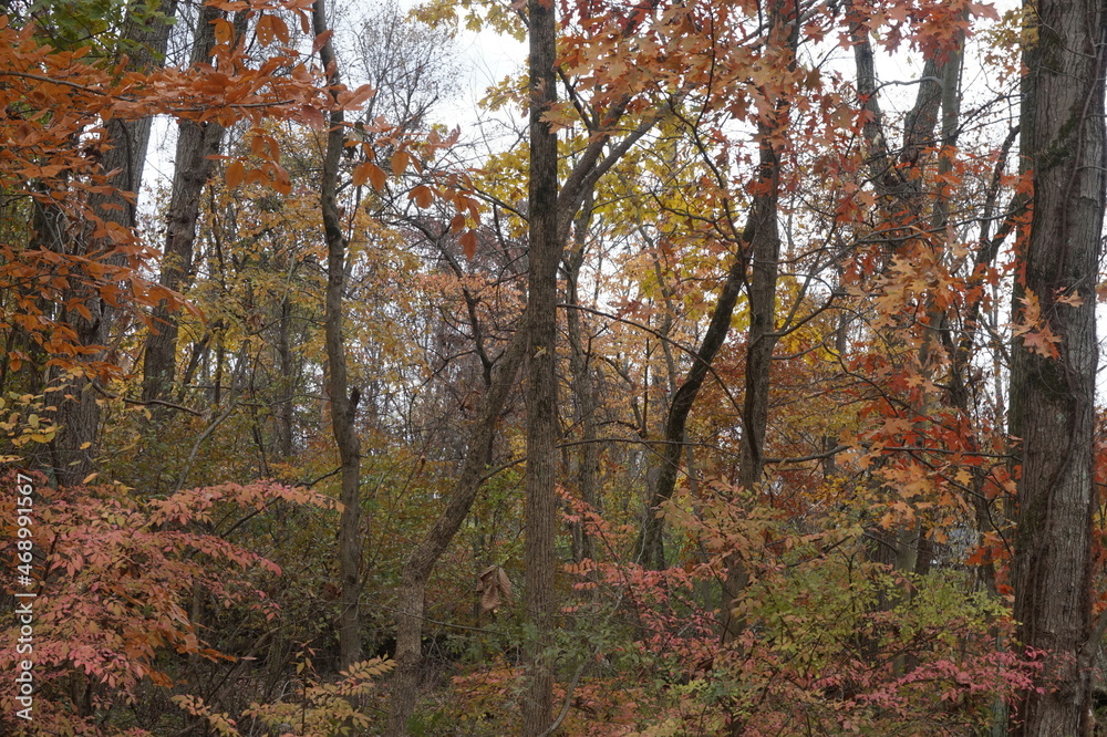 Orange Red Crimson Yellow Gold Green Leaves on Woodland Trees in Autumn Orange Red Crimson Yellow Gold Green Leaves on Woodland Trees in Autumn
