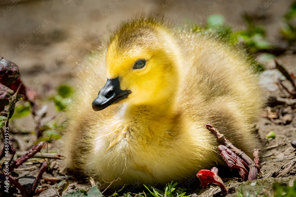 Canada Goose Gosling (Branta canadensis) posing for a portrait in the bright spring sunshine.