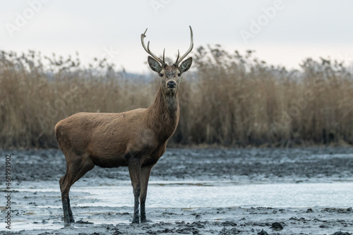 Beautiful young male red deer with nice antler in his natural environment, Cervus elaphus, large animal in the wild, nature reserve, beautiful bull and its antlers © PeterG