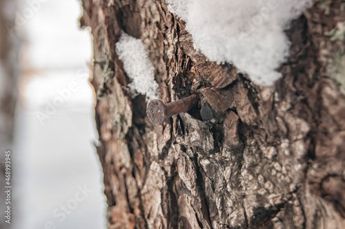 A nail in a living tree. The tree is trying to heal the wound. Take care of nature.