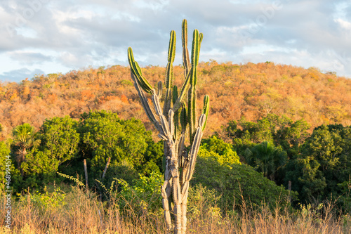 Mandacaru cactus (Cereus jamacaru) and countryside landscape in autumn (beginning of the dry season) - Oeiras, Piaui state, Brazil