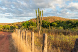 Mandacaru cactus (Cereus jamacaru) and countryside landscape in autumn (beginning of the dry season) - Oeiras, Piaui state, Brazil