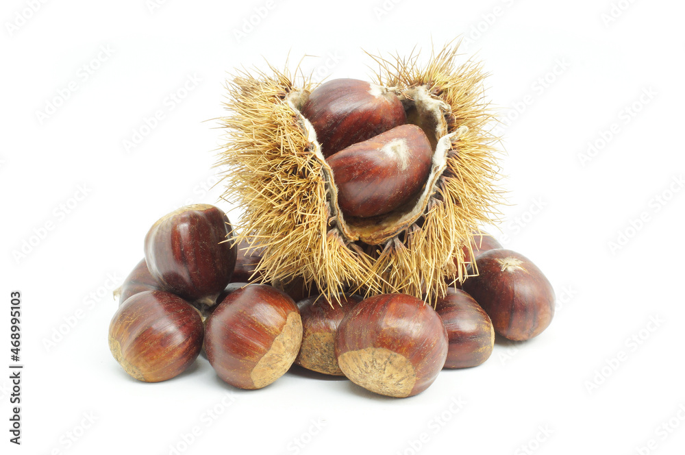 Fresh raw chestnuts isolated on white background, Chestnut with thorny branch Fresh raw chestnuts isolated on white background, Chestnut with thorny branch