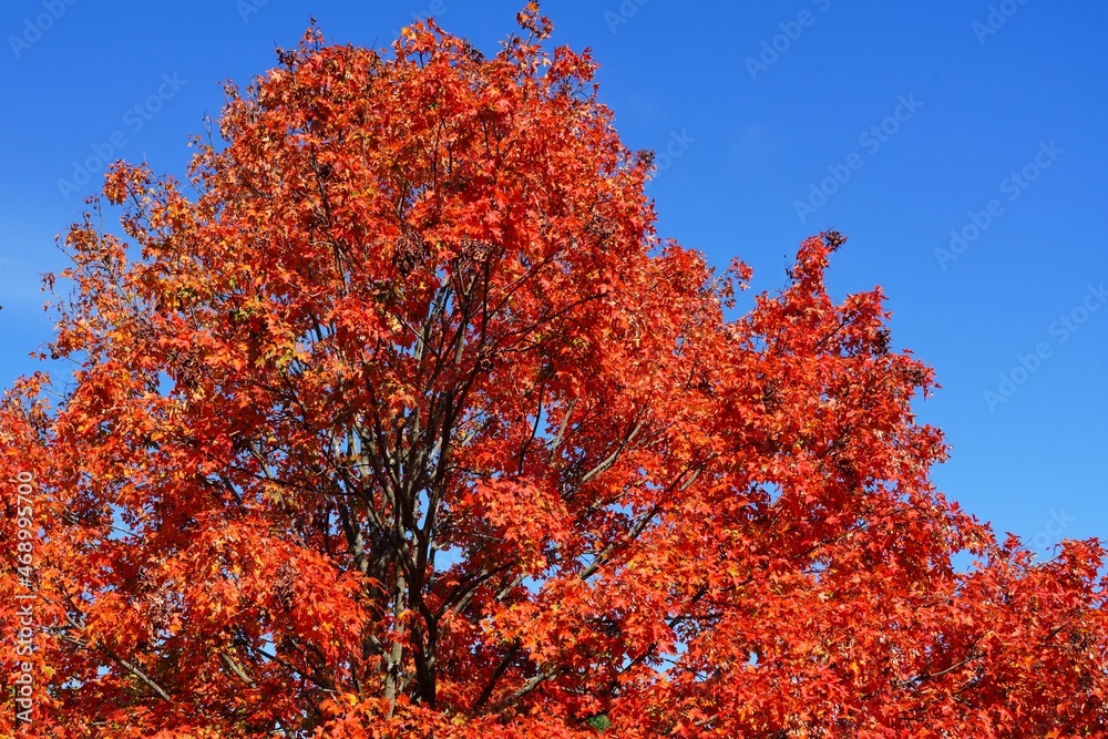 Colorful golden and red foliage of a maple tree in autumn Colorful golden and red foliage of a maple tree in autumn