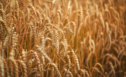 The wheat field is yellow in summer. Selective focus.