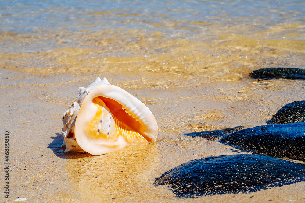 A Big shell on the volcanic rock near the sea on the mauritius island. Hight quality photo A Big shell on the volcanic rock near the sea on the mauritius island. Hight quality photo
