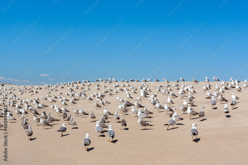 Flock of seagulls in the beach, Esmoriz, Portugal