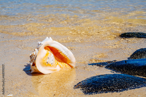 A Big shell on the volcanic rock near the sea on the mauritius island. Hight quality photo