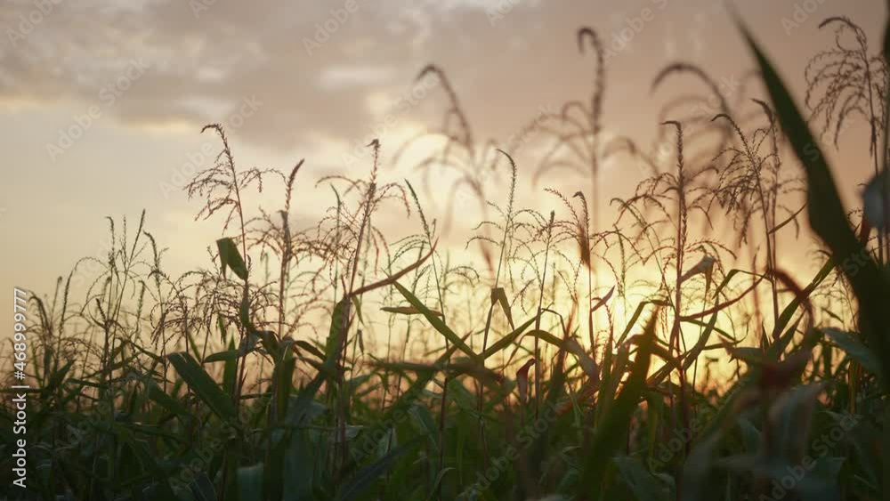 ears of corn on the field a during sunset. corn a agriculture harvesting agribusiness concept. walk in large corn field. large harvest of corn lifestyle in summer on the field landscape ears of corn on the field a during sunset. corn a agriculture harvesting agribusiness concept. walk in large corn field. large harvest of corn lifestyle in summer on the field landscape