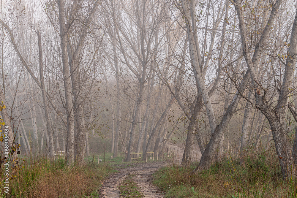 Autumn forest landscape, on a cold foggy morning.