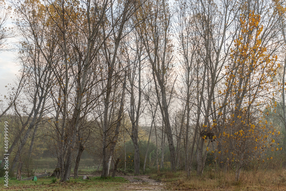 Autumn forest landscape, on a cold foggy morning. Autumn forest landscape, on a cold foggy morning.