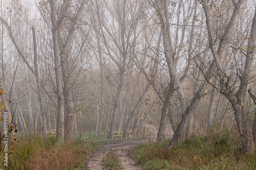 Autumn forest landscape, on a cold foggy morning. © MiguelAngel