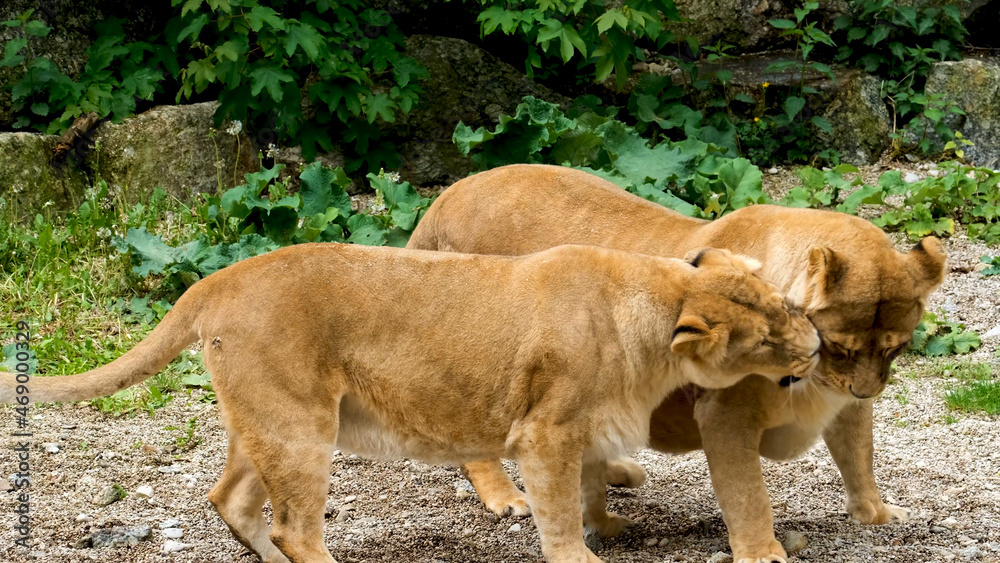 Beautiful Portrait of lion . big lion roar Beautiful Portrait of lion . big lion roar