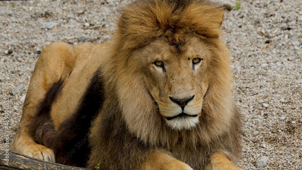 Obraz premium Beautiful Portrait of lion . big lion roar