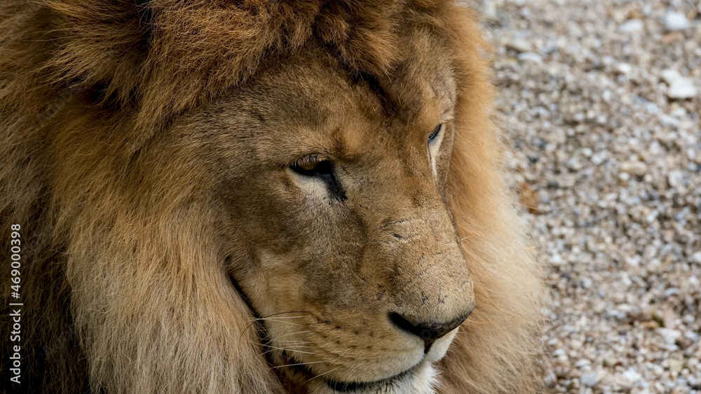 Beautiful Portrait of lion . big lion roar