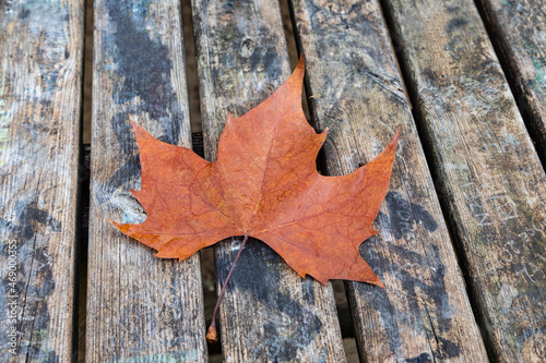 Una foglia rossa autunnale su sfondo di legno