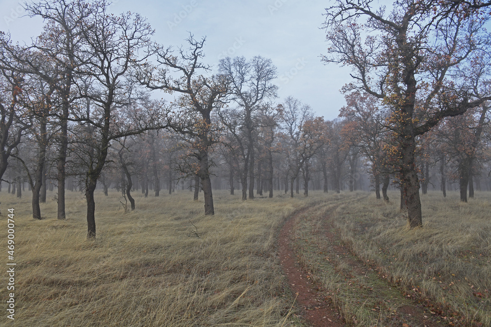 Winter Oak Trees in Fog at Payne's Creek, California