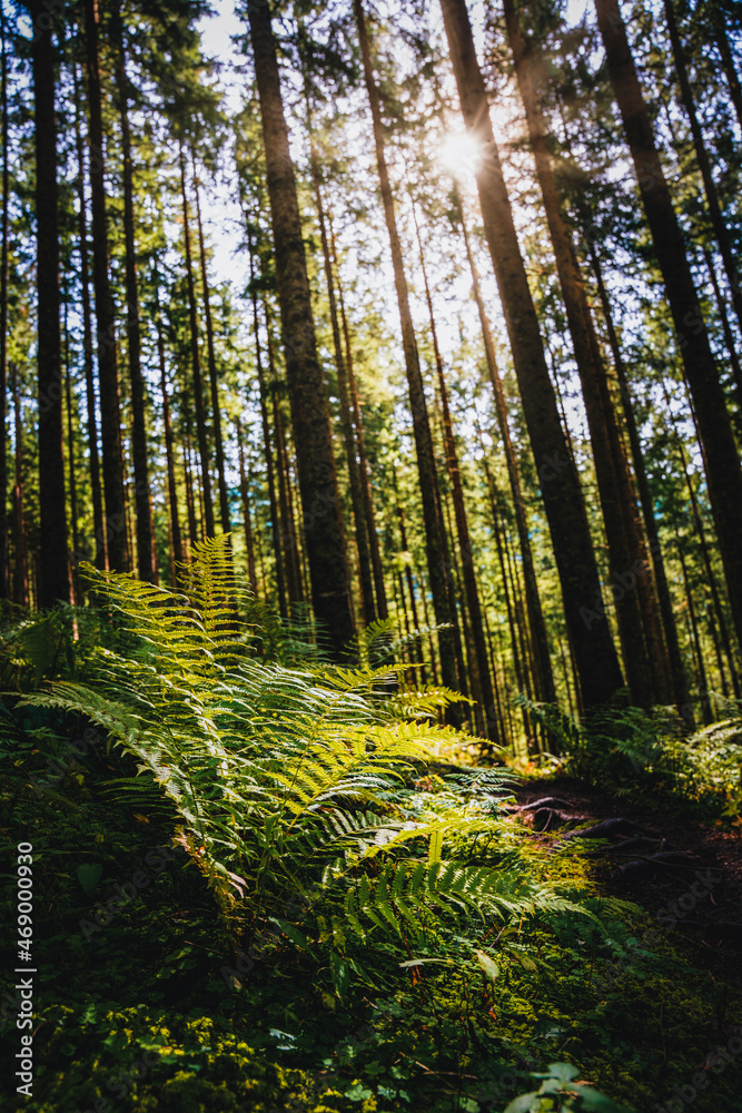 Fototapeta premium Wald, Waldbild, Herbst, Sonne, Waldstimmung, Nadelwald