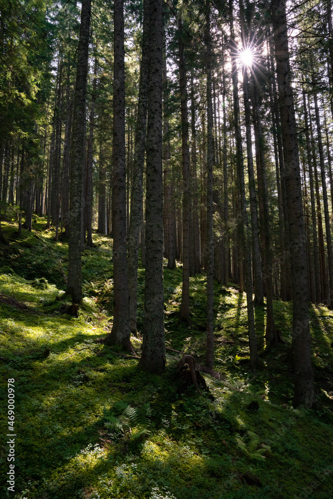 Obraz premium Wald, Waldbild, Herbst, Sonne, Waldstimmung, Nadelwald