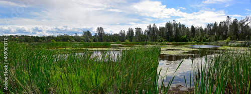 Wetlands Pond at Payne's Creek Recreation Area, California photo