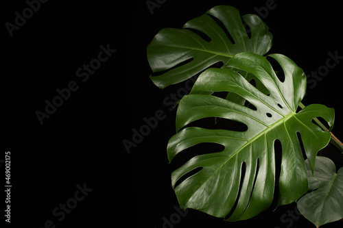Monstera deliciosa leaf close-up on black background