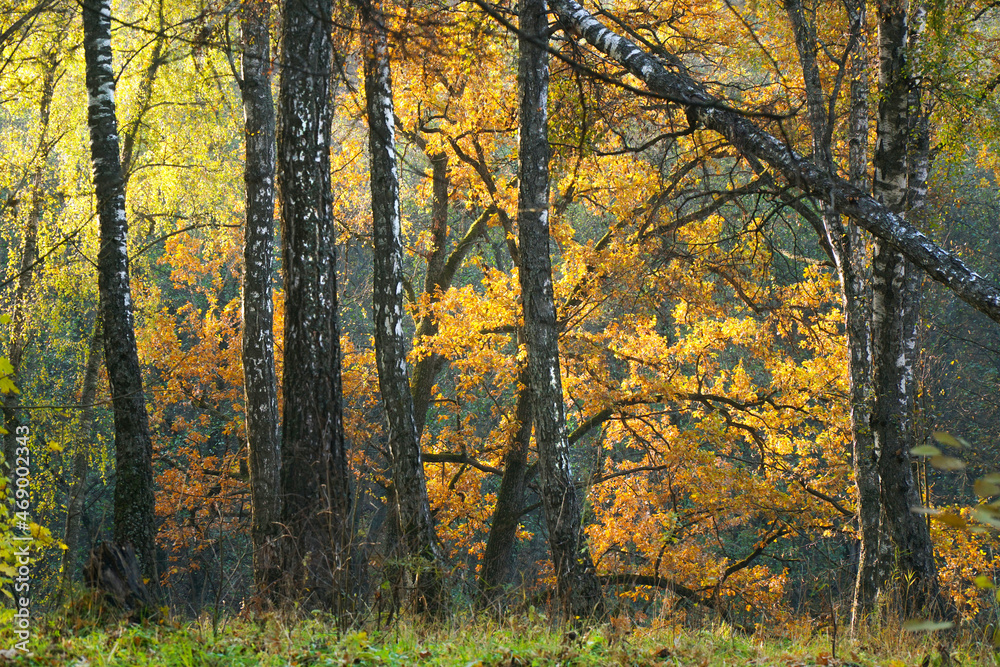 Beautiful autumn landscape. Oak Grove Birch Forest